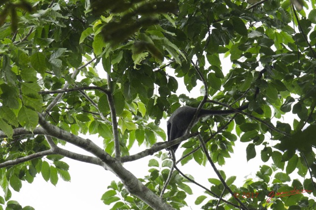 050 LOANGO 3 Inyoungou Sounga Marche en Foret Singe Cercopithecus nictitans 16E5K3IMG_122235wtmk.jpg