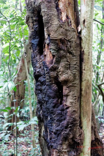 051 LOANGO 3 Inyoungou Sounga Marche en Foret Arbre et Tronc Ronge 16E5K3IMG_122238_DxOwtmk.jpg