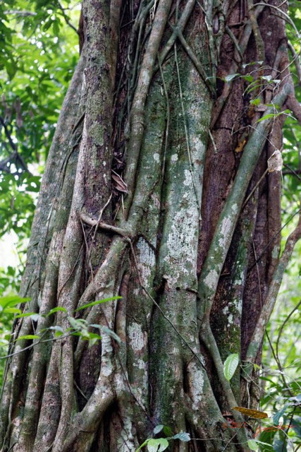 053 LOANGO 3 Inyoungou Sounga Marche en Foret Arbre et Ficus Etrangleur 16E5K3IMG_122241_DxOawtmk.jpg