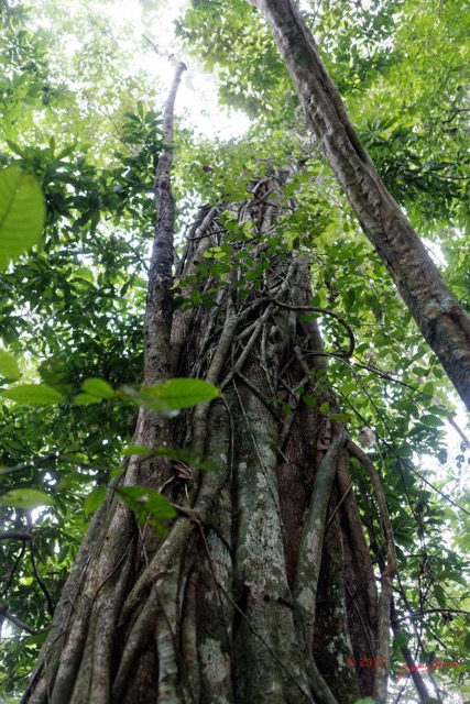 054 LOANGO 3 Inyoungou Sounga Marche en Foret Arbre et Ficus Etrangleur 16E5K3IMG_122243_DxOwtmk.jpg