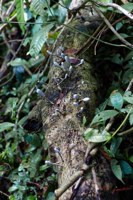 057 LOANGO 3 Inyoungou Sounga Marche en Foret Champignons 16E5K3IMG_122247_DxOwtmk.jpg