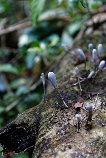 058 LOANGO 3 Inyoungou Sounga Marche en Foret Champignons 16E5K3IMG_122248_DxOwtmk.jpg