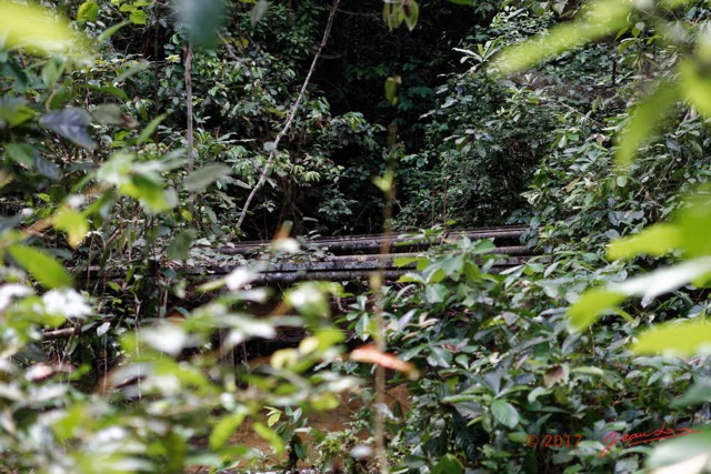 061 LOANGO 3 Inyoungou Sounga Marche en Foret Vieux Pont 16E5K3IMG_122251_DxOwtmk.jpg
