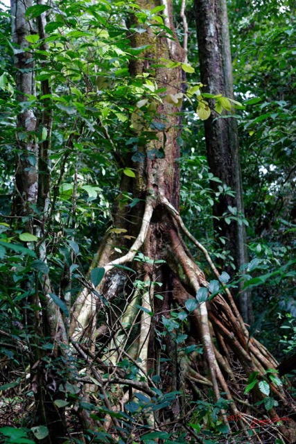 069 LOANGO 3 Inyoungou Sounga Marche en Foret Arbre Uapaca sp et Racines Aeriennes 16E5K3IMG_122274_DxOwtmk.jpg