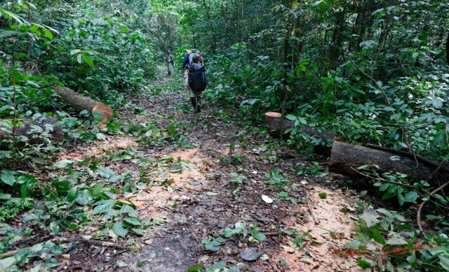 070 LOANGO 3 Inyoungou Sounga Marche en Foret Piste Amenagee 16E5K3IMG_122275_DxOwtmk.jpg