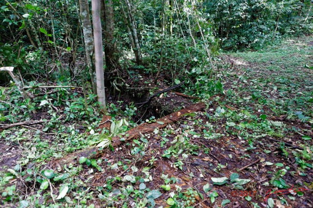 071 LOANGO 3 Inyoungou Sounga Marche en Foret Vieux Pont D 16E5K3IMG_122277_DxOwtmk.jpg
