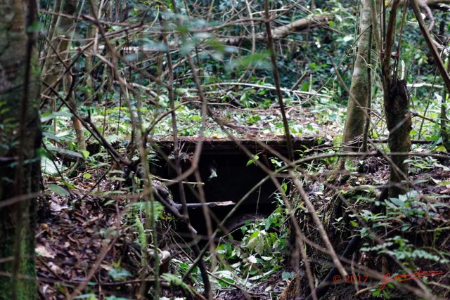 072 LOANGO 3 Inyoungou Sounga Marche en Foret Vieux Pont D 16E5K3IMG_122279_DxOwtmk.jpg