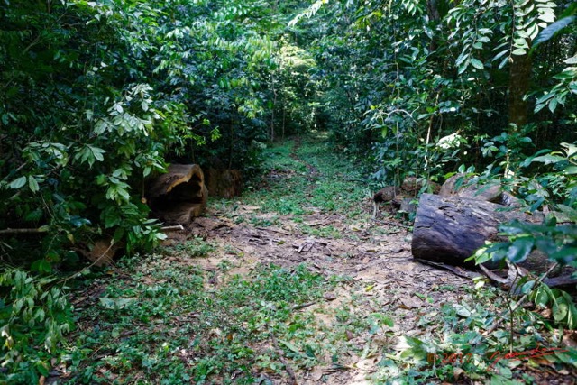 075 LOANGO 3 Inyoungou Sounga Marche en Foret Piste Amenagee 16E5K3IMG_122283_DxOwtmk.jpg