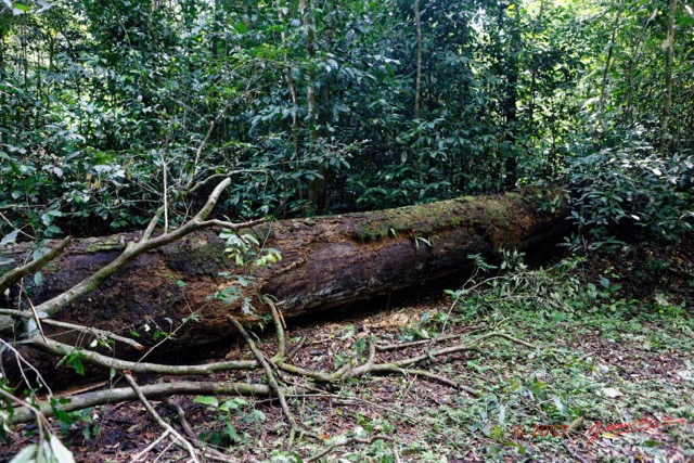 076 LOANGO 3 Inyoungou Sounga Marche en Foret Arbre Mort 16E5K3IMG_122284_DxOwtmk.jpg