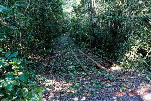 077 LOANGO 3 Inyoungou Sounga Marche en Foret Vieux Pont E 16E5K3IMG_122286_DxOwtmk.jpg