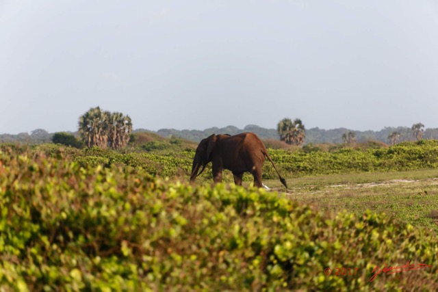 086 LOANGO 3 Inyoungou Sounga la Lagune NDOGO Elephant Loxodonta africana cyclotis Solitaire 16E5K3IMG_122298_DxOawtmk.jpg