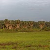 088 LOANGO 3 Inyoungou Sounga la Lagune NDOGO la Plage et Arbres Liliopsida Arecales Arecaceae Palmier Hyphaene guineensis 16E5K3IMG_122302_DxOawtmk.jpg