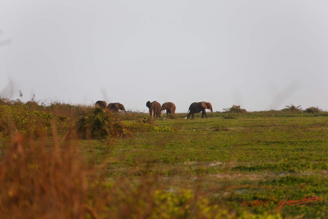 089 LOANGO 3 Inyoungou Sounga la Lagune NDOGO la Plage Horde Elephants 16E5K3IMG_122304_DxOwtmk.jpg