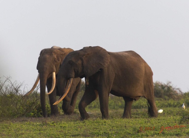 091 LOANGO 3 Inyoungou Sounga la Lagune NDOGO la Plage Horde Elephants 16E5K3IMG_122307wtmk.jpg