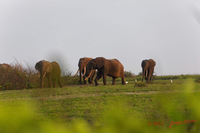 092 LOANGO 3 Inyoungou Sounga la Lagune NDOGO la Plage Horde Elephants 16E5K3IMG_122307_DxOawtmk.jpg