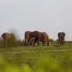 092 LOANGO 3 Inyoungou Sounga la Lagune NDOGO la Plage Horde Elephants 16E5K3IMG_122307_DxOawtmk.jpg