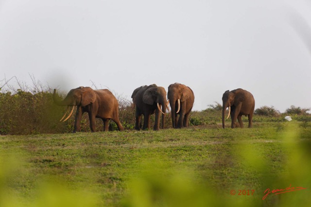093 LOANGO 3 Inyoungou Sounga la Lagune NDOGO la Plage Horde Elephants 16E5K3IMG_122308_DxOwtmk.jpg