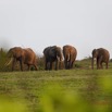 093 LOANGO 3 Inyoungou Sounga la Lagune NDOGO la Plage Horde Elephants 16E5K3IMG_122308_DxOwtmk.jpg