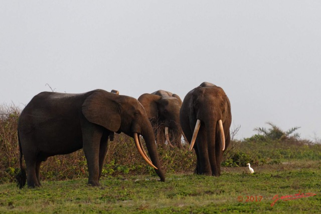 095 LOANGO 3 Inyoungou Sounga la Lagune NDOGO la Plage Horde Elephants 16E5K3IMG_122311_DxOawtmk.jpg