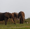 095 LOANGO 3 Inyoungou Sounga la Lagune NDOGO la Plage Horde Elephants 16E5K3IMG_122311_DxOawtmk.jpg