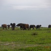 101 LOANGO 3 Inyoungou Sounga la Lagune NDOGO la Plage Horde Elephants 16E5K3IMG_122326_DxOawtmk.jpg
