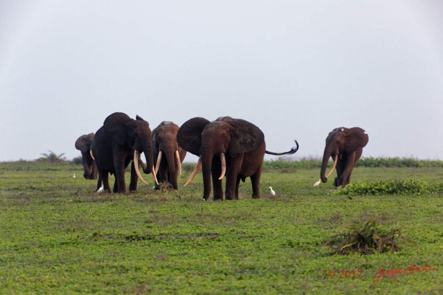 105 LOANGO 3 Inyoungou Sounga la Lagune NDOGO la Plage Horde Elephants 16E5K3IMG_122337_DxOwtmk.jpg