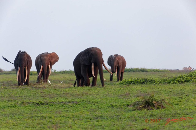 106 LOANGO 3 Inyoungou Sounga la Lagune NDOGO la Plage Horde Elephants 16E5K3IMG_122338_DxOwtmk.jpg