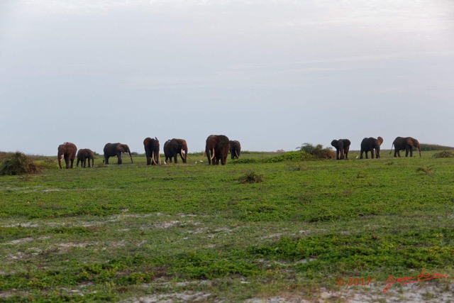 107 LOANGO 3 Inyoungou Sounga la Lagune NDOGO la Plage Horde Elephants 16E5K3IMG_122340_DxOwtmk.jpg