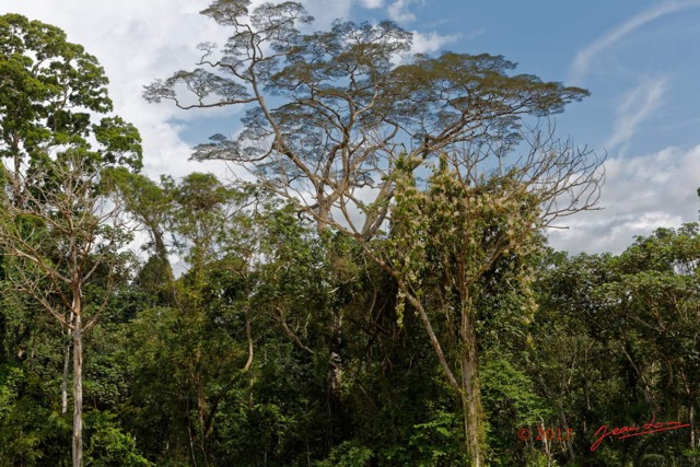074 LOANGO 3 Trajet Retour Gamba-Tchibanga la Route RN6 Arbres 16E5K3IMG_122937_DxOawtmk.jpg