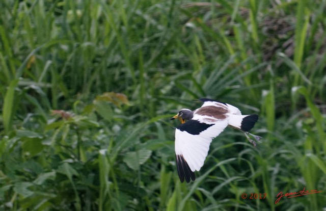 093 LOANGO 3 Trajet Retour LAMBARENE Hopital Schweitzer Oiseau Aves Charadriiformes Charadriidae Vanneau a Tete Blanche Vannelles albiceps 16E5K3IMG_122972_DxOwtmk.jpg
