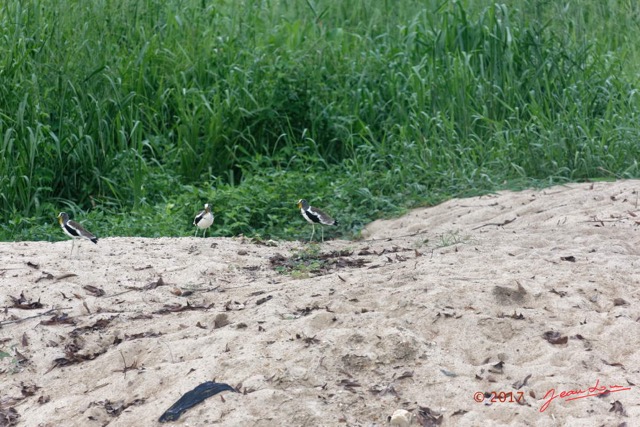 094 LOANGO 3 Trajet Retour LAMBARENE Hopital Schweitzer Oiseau Aves Charadriiformes Charadriidae Vanneau a Tete Blanche Vannelles albiceps 16E5K3IMG_122974_DxOwtmk.jpg