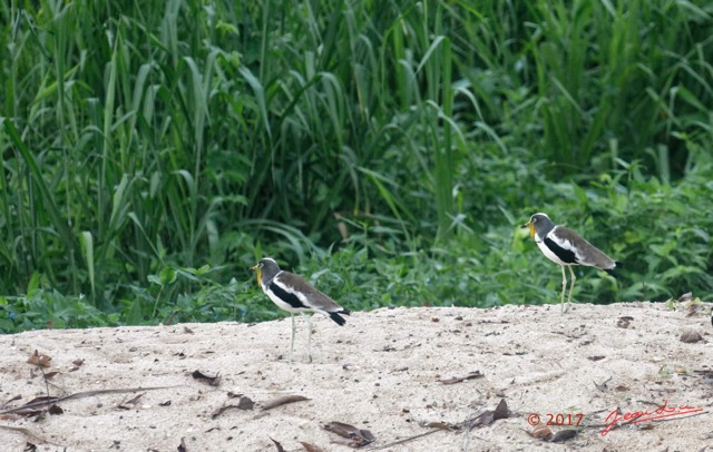 095 LOANGO 3 Trajet Retour LAMBARENE Hopital Schweitzer Oiseau Aves Charadriiformes Charadriidae Vanneau a Tete Blanche Vannelles albiceps 16E5K3IMG_122976_DxOwtmk.jpg