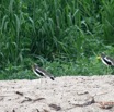 095 LOANGO 3 Trajet Retour LAMBARENE Hopital Schweitzer Oiseau Aves Charadriiformes Charadriidae Vanneau a Tete Blanche Vannelles albiceps 16E5K3IMG_122976_DxOwtmk.jpg