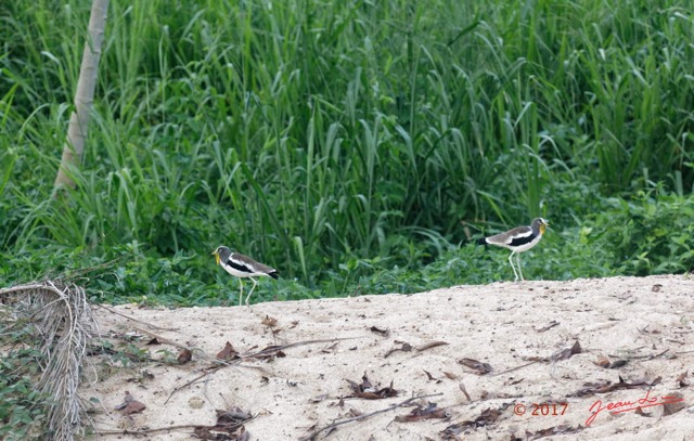 096 LOANGO 3 Trajet Retour LAMBARENE Hopital Schweitzer Oiseau Aves Charadriiformes Charadriidae Vanneau a Tete Blanche Vannelles albiceps 16E5K3IMG_122980_DxOwtmk.jpg