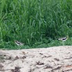 096 LOANGO 3 Trajet Retour LAMBARENE Hopital Schweitzer Oiseau Aves Charadriiformes Charadriidae Vanneau a Tete Blanche Vannelles albiceps 16E5K3IMG_122980_DxOwtmk.jpg