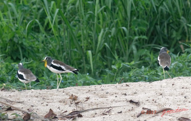 097 LOANGO 3 Trajet Retour LAMBARENE Hopital Schweitzer Oiseau Aves Charadriiformes Charadriidae Vanneau a Tete Blanche Vannelles albiceps 16E5K3IMG_122982_DxOawtmk.jpg