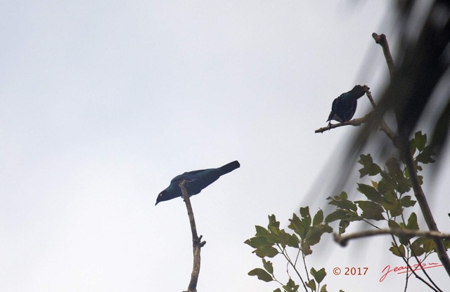 099 LOANGO 3 Trajet Retour Hopital Schweitzer Oiseau Aves Passeriformes Sturnidae Choucador Splendide Lamprotornis splendidus 16E5K3IMG_122984awtmk.jpg
