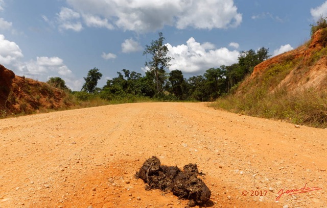 106 LOANGO 3 Trajet Retour La Lope Piste et Feces Elephant 16E5K3IMG_123000_DxOawtmk.jpg