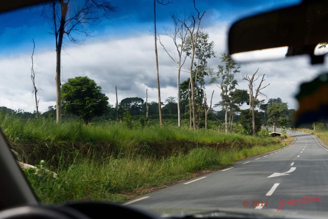 010 LOANGO 3 Franceville-Lambarene Route vers Okondja Arbre 16E5K3IMG121077_DxOawtmk.jpg