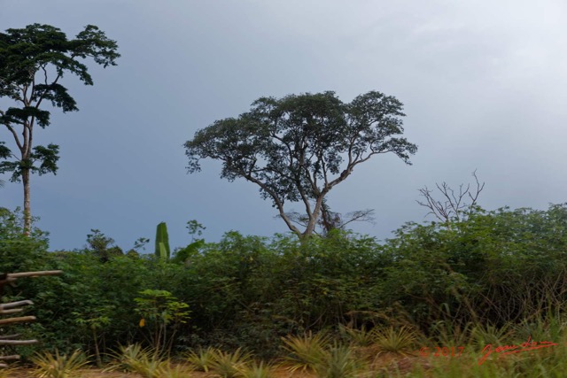 011 LOANGO 3 Franceville-Lambarene Route vers Okondja Arbre 16E5K3IMG121078_DxOawtmk.jpg