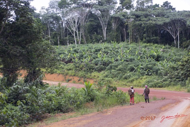 017 LOANGO 3 Franceville-Lambarene Piste vers Makokou Femmes et Plantations 16E5K3IMG121094wtmk.jpg