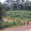 017 LOANGO 3 Franceville-Lambarene Piste vers Makokou Femmes et Plantations 16E5K3IMG121094wtmk.jpg