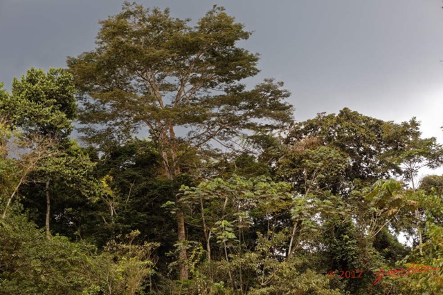 020 LOANGO 3 Franceville-Lambarene Piste vers Makokou Arbre 16E5K3IMG121099_DxOwtmk.jpg