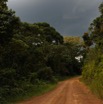 022 LOANGO 3 Franceville-Lambarene Piste vers Makokou Arbre et Orage 16E5K3IMG121102_DxOawtmk.jpg