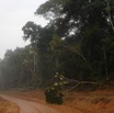 023 LOANGO 3 Franceville-Lambarene Piste vers Makokou Orage et Arbre Deracine 16E5K3IMG121106_DxOawtmk.jpg