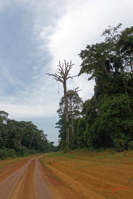 029 LOANGO 3 Franceville-Lambarene Piste vers Makokou Arbre 16E5K3IMG121125_DxOawtmk.jpg