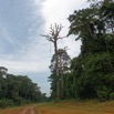 029 LOANGO 3 Franceville-Lambarene Piste vers Makokou Arbre 16E5K3IMG121125_DxOawtmk.jpg