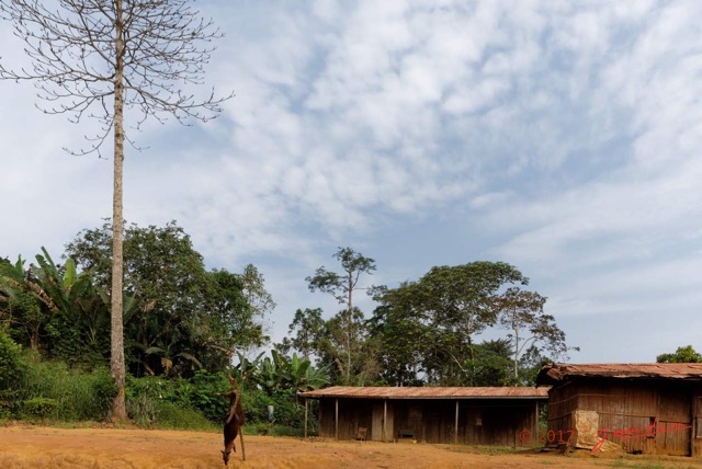 063 LOANGO 3 Franceville-Lambarene Piste vers Ovan Village et Arbre Moabi 16E5K3IMG_121190_DxOawtmk.jpg