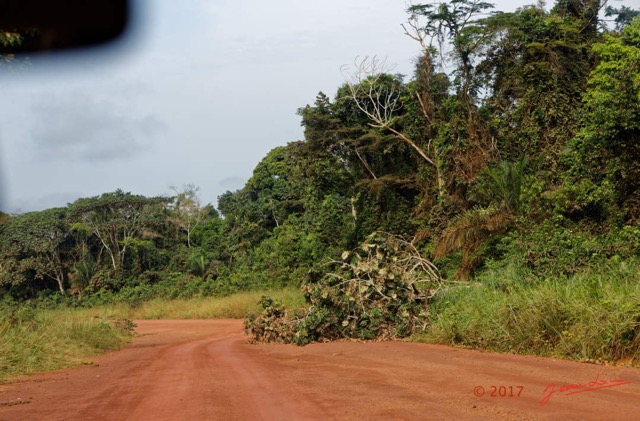 065 LOANGO 3 Franceville-Lambarene Piste vers Ovan Arbre Deracine 16E5K3IMG_121193_DxOwtmk.jpg