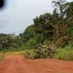 065 LOANGO 3 Franceville-Lambarene Piste vers Ovan Arbre Deracine 16E5K3IMG_121193_DxOwtmk.jpg